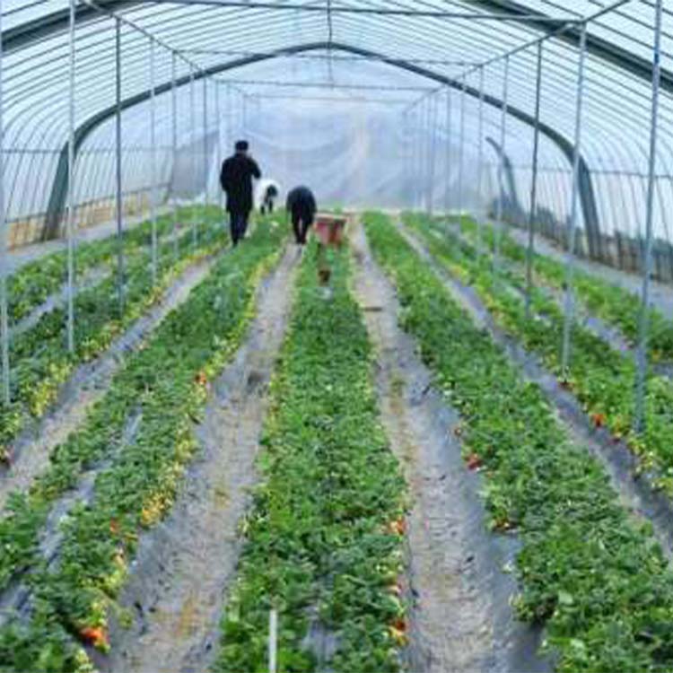 如何利用温室大棚种植高质量的草莓？